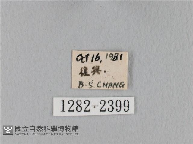 鋸緣枯葉蛾藏品圖，第3張