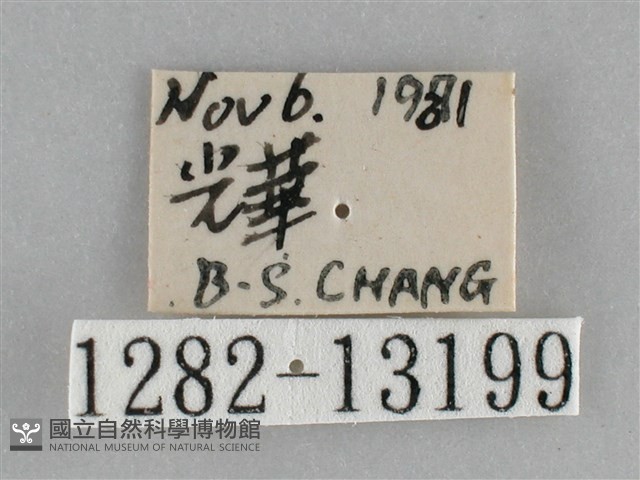 大胡麻斑星尺蛾藏品圖，第3張
