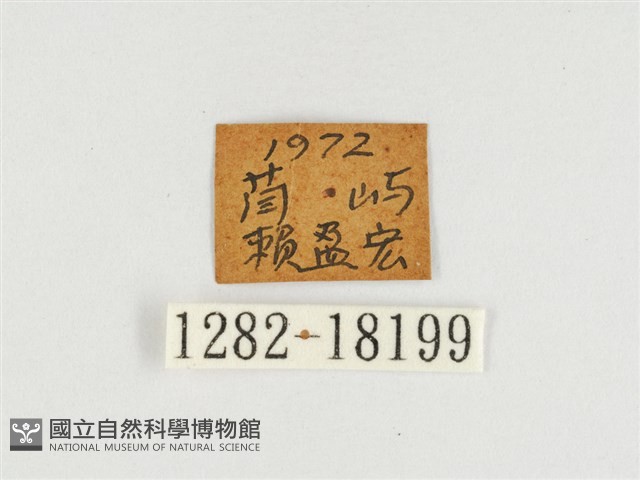 端紫幻蛺蝶藏品圖，第3張