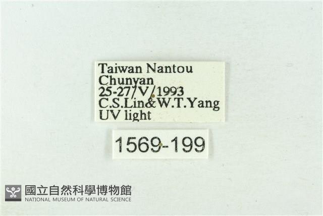 粉太波紋蛾藏品圖，第3張