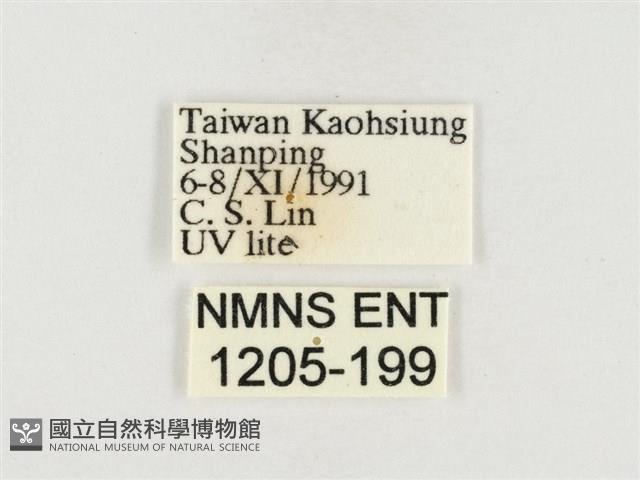 榕透翅毒蛾藏品圖，第3張