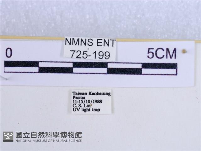 後凸蝶燈蛾藏品圖，第3張