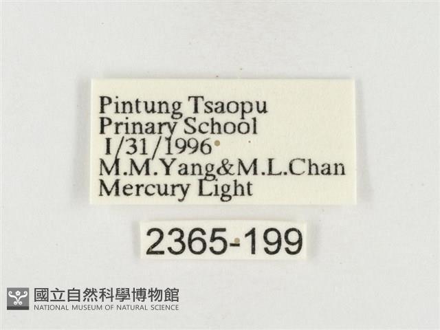 榕透翅毒蛾藏品圖，第3張