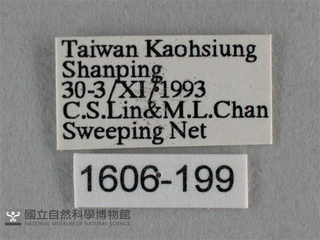 波灰蝶藏品圖，第3張