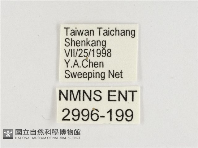 幻蛺蝶大陸亞種藏品圖，第3張