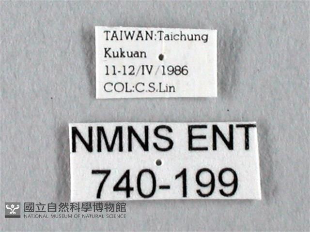 長尾水青蛾藏品圖，第3張