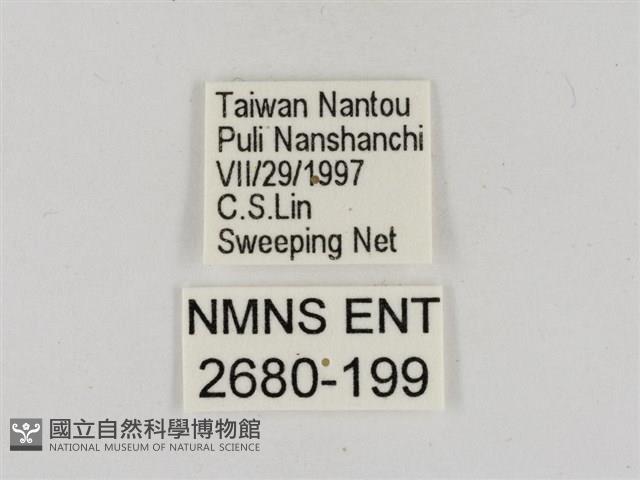 淡褐脈粉蝶藏品圖，第3張