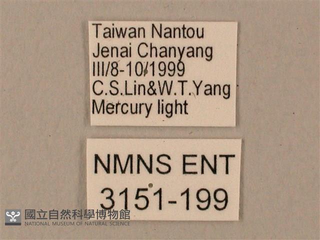 臺灣鋸翅天蛾藏品圖，第3張