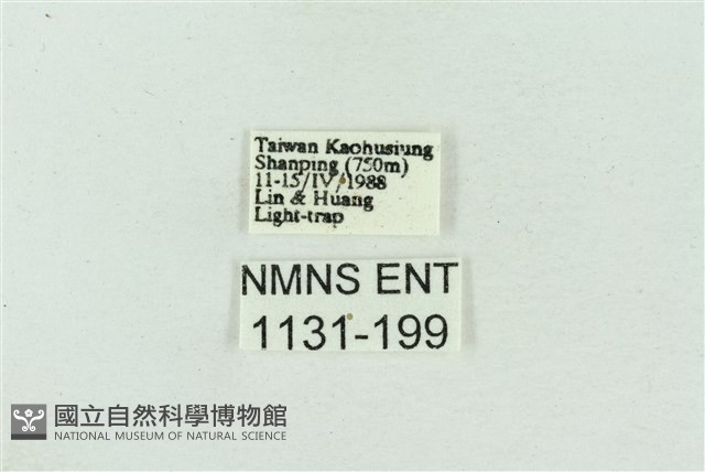 菊池污燈蛾藏品圖，第3張