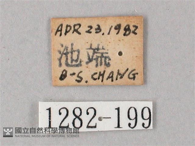 臺灣白肩天蛾藏品圖，第3張