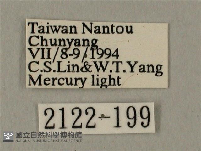 蝦殼天蛾藏品圖，第3張