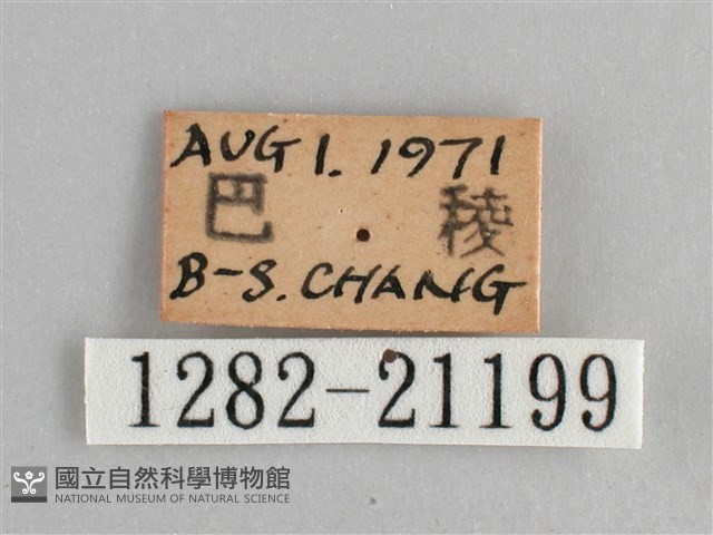 臺灣黛眼蝶藏品圖，第3張