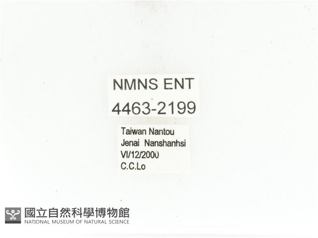 臺灣扇角金龜藏品圖，第2張