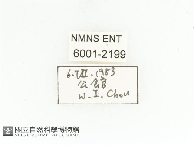 藍艷白點花金龜藏品圖，第2張