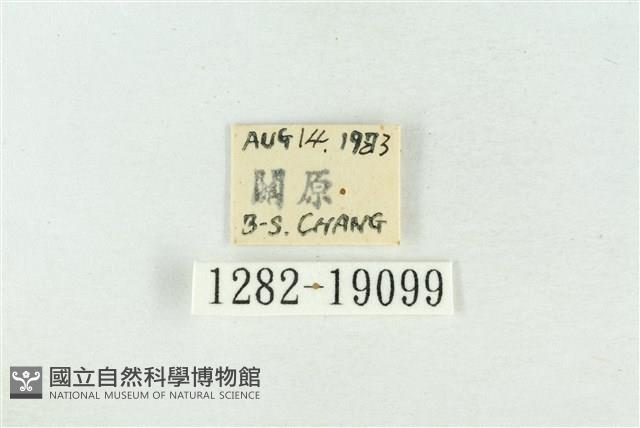 印華波紋蛾藏品圖，第3張