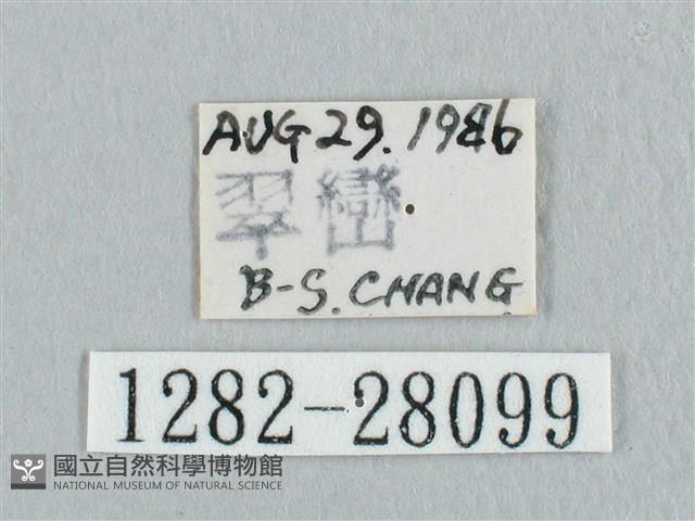 銀斑黃鉤蛾藏品圖，第3張