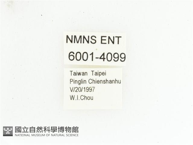 黃肩長腳花金龜藏品圖，第2張