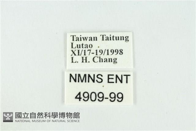 折列藍灰蝶沖繩亞種藏品圖，第3張