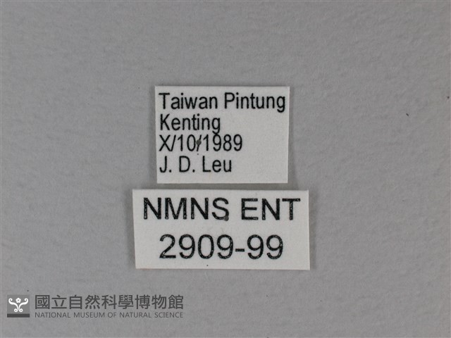 白裳貓蛺蝶藏品圖，第3張