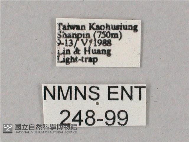 雙斑白肩天蛾藏品圖，第3張