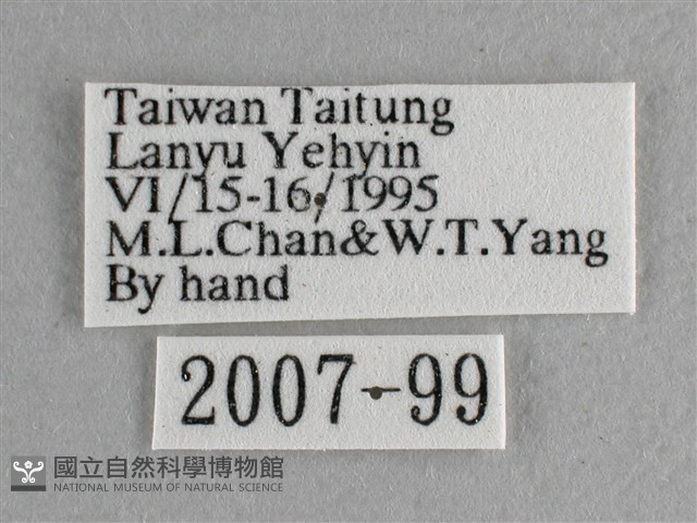 尖翅尖粉蝶藏品圖，第3張