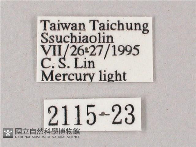 榆綠天蛾藏品圖，第3張