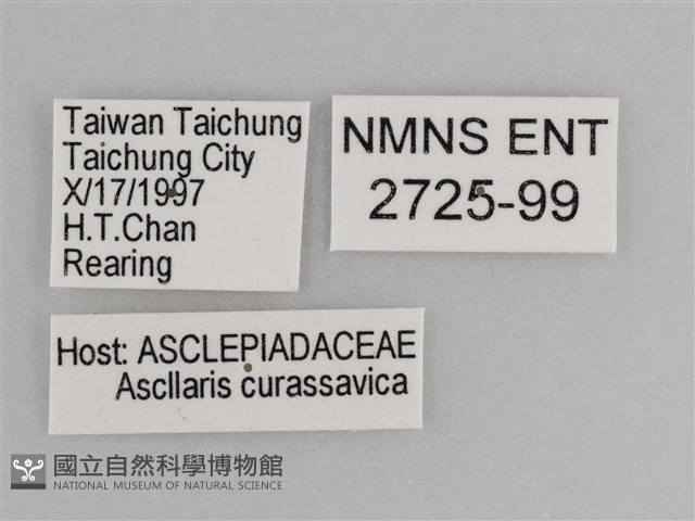 樺斑蝶藏品圖，第3張
