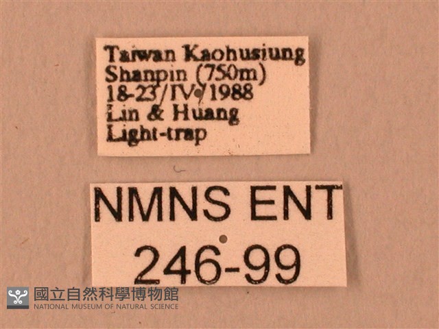 波紋豆天蛾藏品圖，第3張