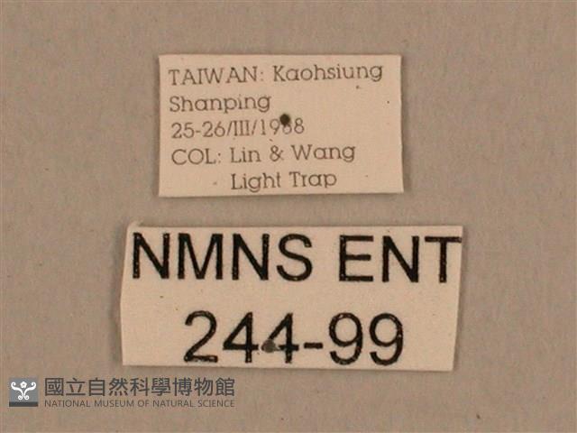 背線天蛾藏品圖，第3張