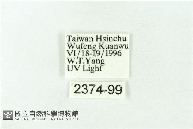 赭新污燈蛾藏品圖，第3張