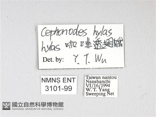 大透翅天蛾藏品圖，第3張