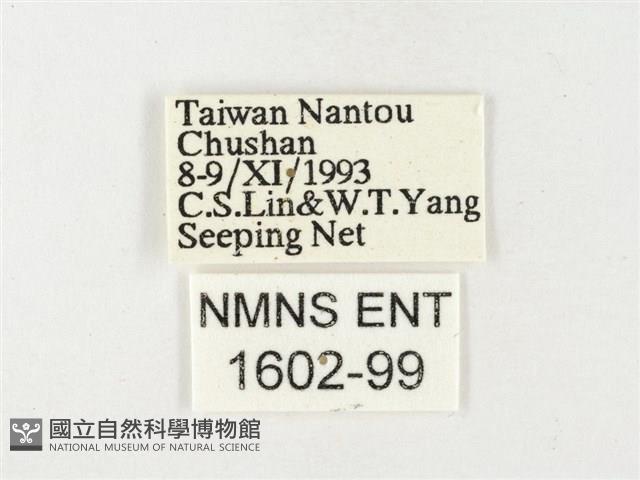 黃裙遷粉蝶藏品圖，第3張