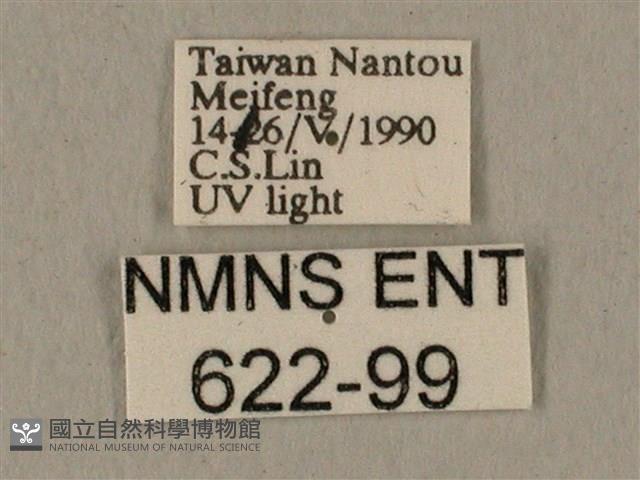 全緣缺角天蛾藏品圖，第3張