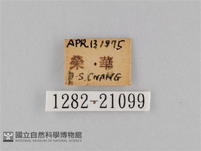褐翅蔭眼蝶藏品圖，第3張