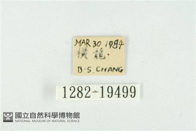 藹環波紋蛾藏品圖，第3張