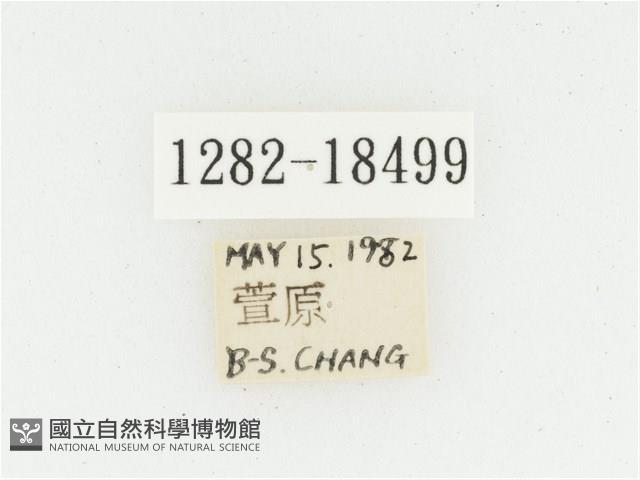 黑虎斑花金龜藏品圖，第2張