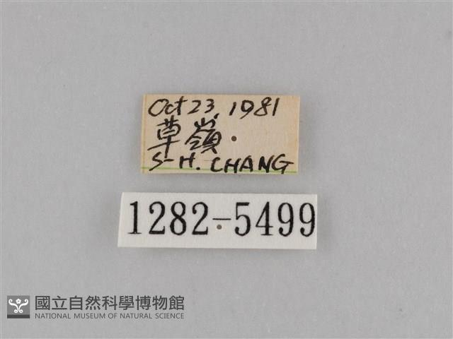 斜紋夜盜蛾藏品圖，第3張