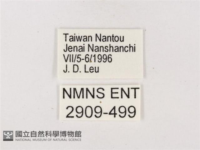 嫵琉灰蝶藏品圖，第3張