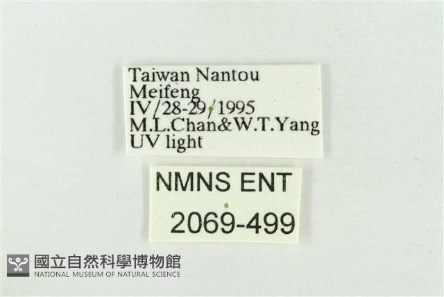 臺灣銀斑異波紋蛾藏品圖，第3張