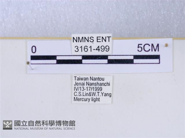 巨網燈蛾藏品圖，第3張