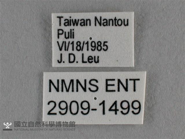 臺灣榿翠灰蝶藏品圖，第3張