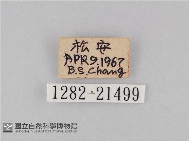 小波眼蝶藏品圖，第3張