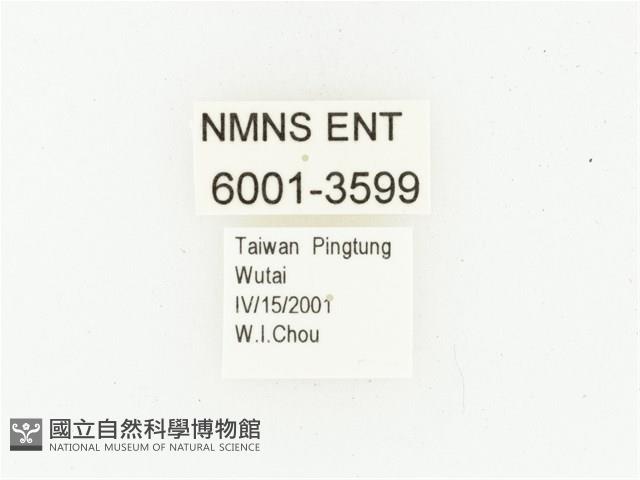 巴蘭陷紋金龜藏品圖，第2張