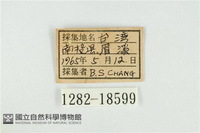 東方喙蝶藏品圖，第3張