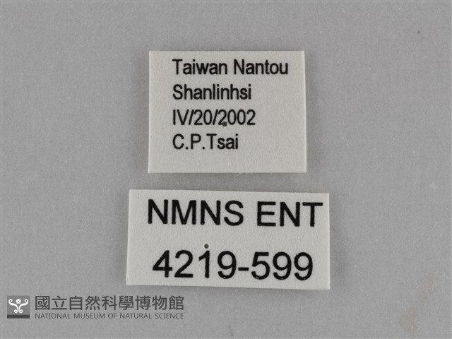 臺灣絹蛺蝶藏品圖，第3張
