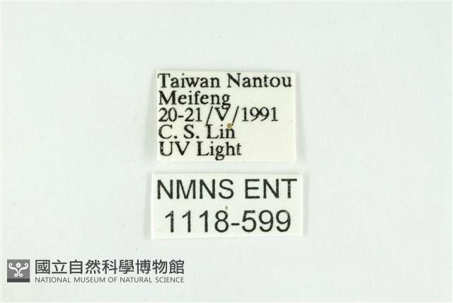 寬紋黃毒蛾藏品圖，第3張