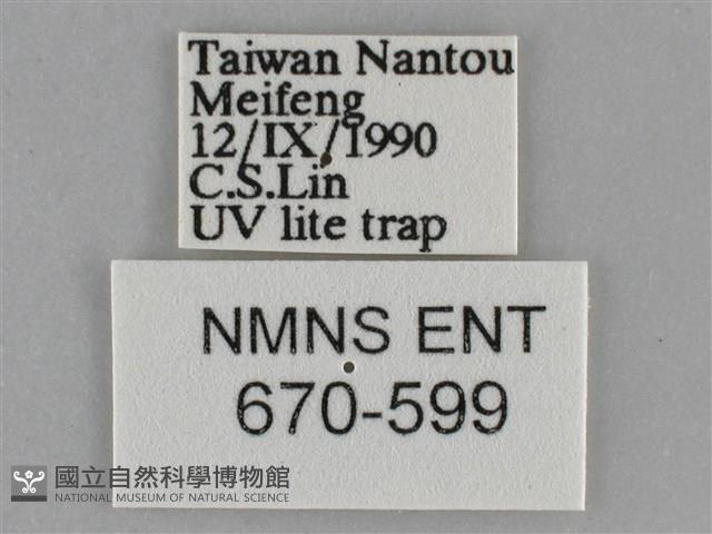 大胡麻斑星尺蛾藏品圖，第3張