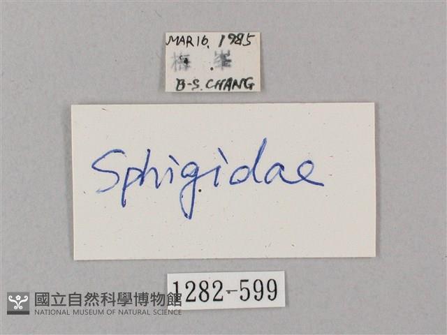 井上氏絨毛天蛾藏品圖，第3張