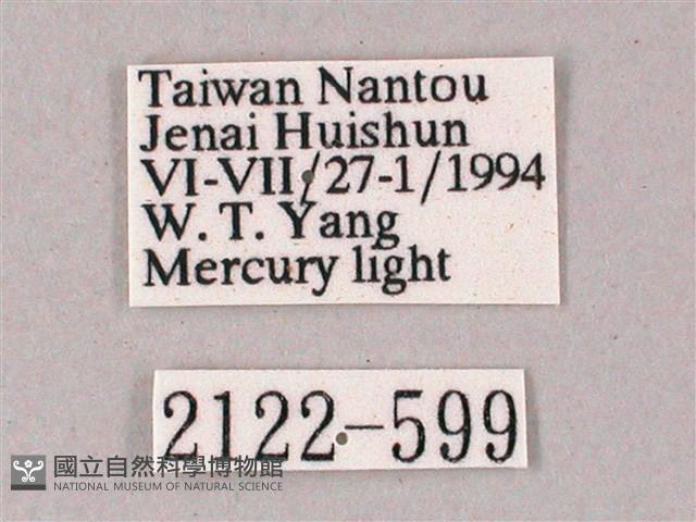 榆綠天蛾藏品圖，第3張