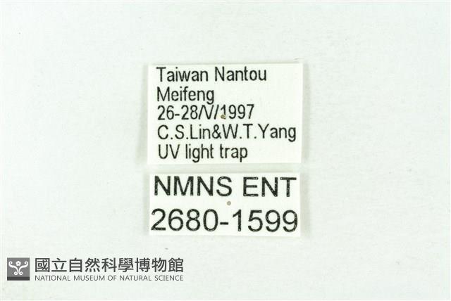 臺雪苔蛾藏品圖，第3張